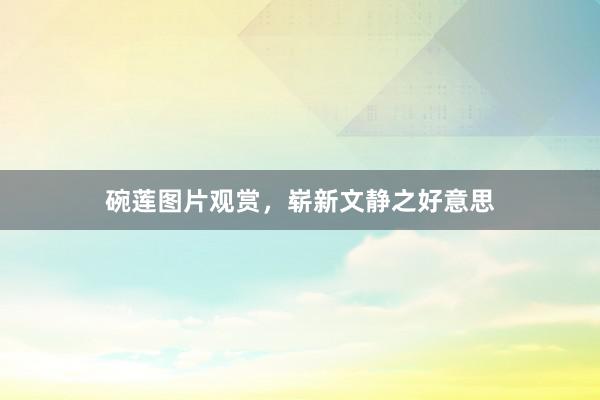 碗莲图片观赏，崭新文静之好意思